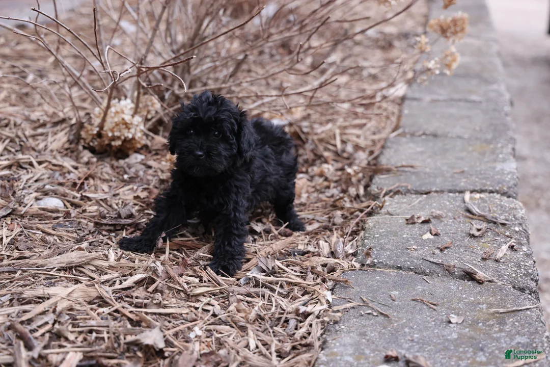 Whoodle dogs for sale: Kacia - Ad 1