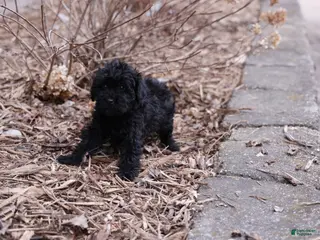 Whoodle dogs for sale: Kacia - Ad 3