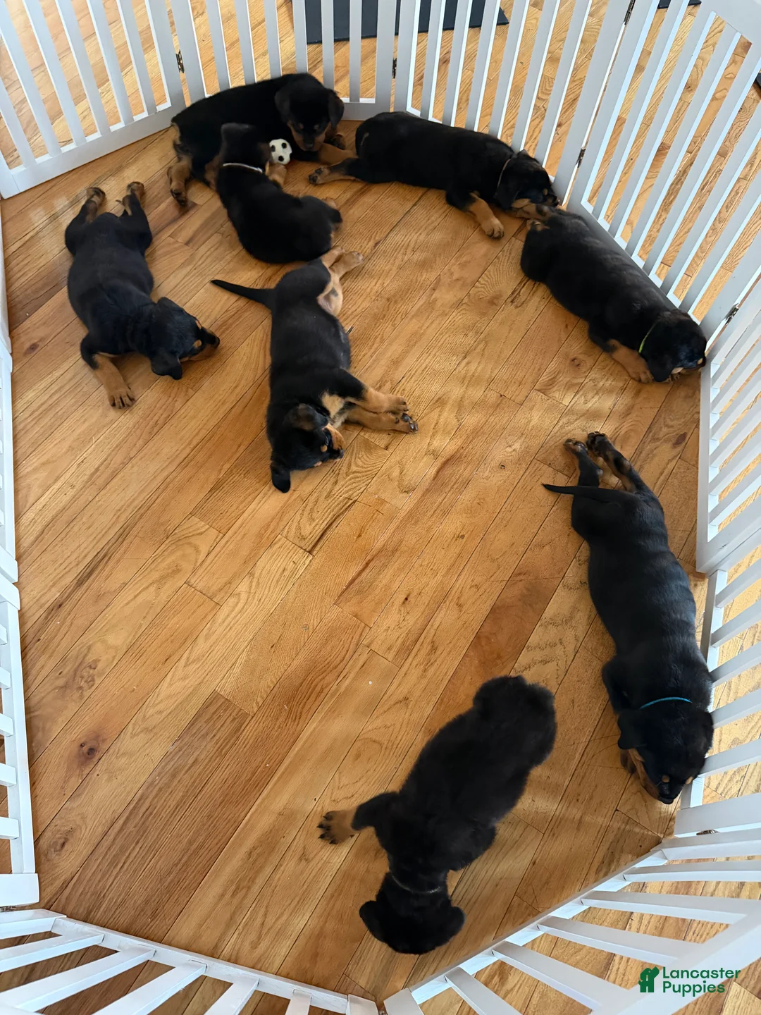 Rottweiler dogs for sale: Rottweiler Male   - Ad 1