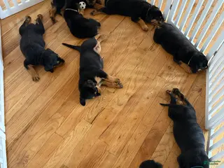 Rottweiler dogs Rottweiler Male - Ad 1