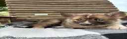 Pomsky dogs for sale: Cooper - Ad 2