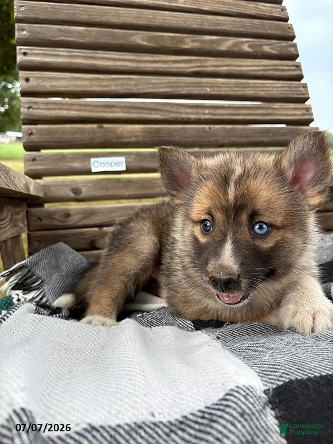 Pomsky dogs for sale: Cooper - Ad 2