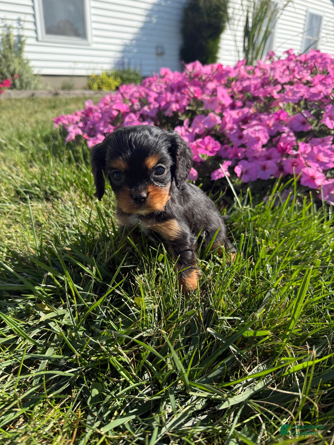 Cavalier King Charles Spaniel dogs for sale: Roscoe - Ad 13