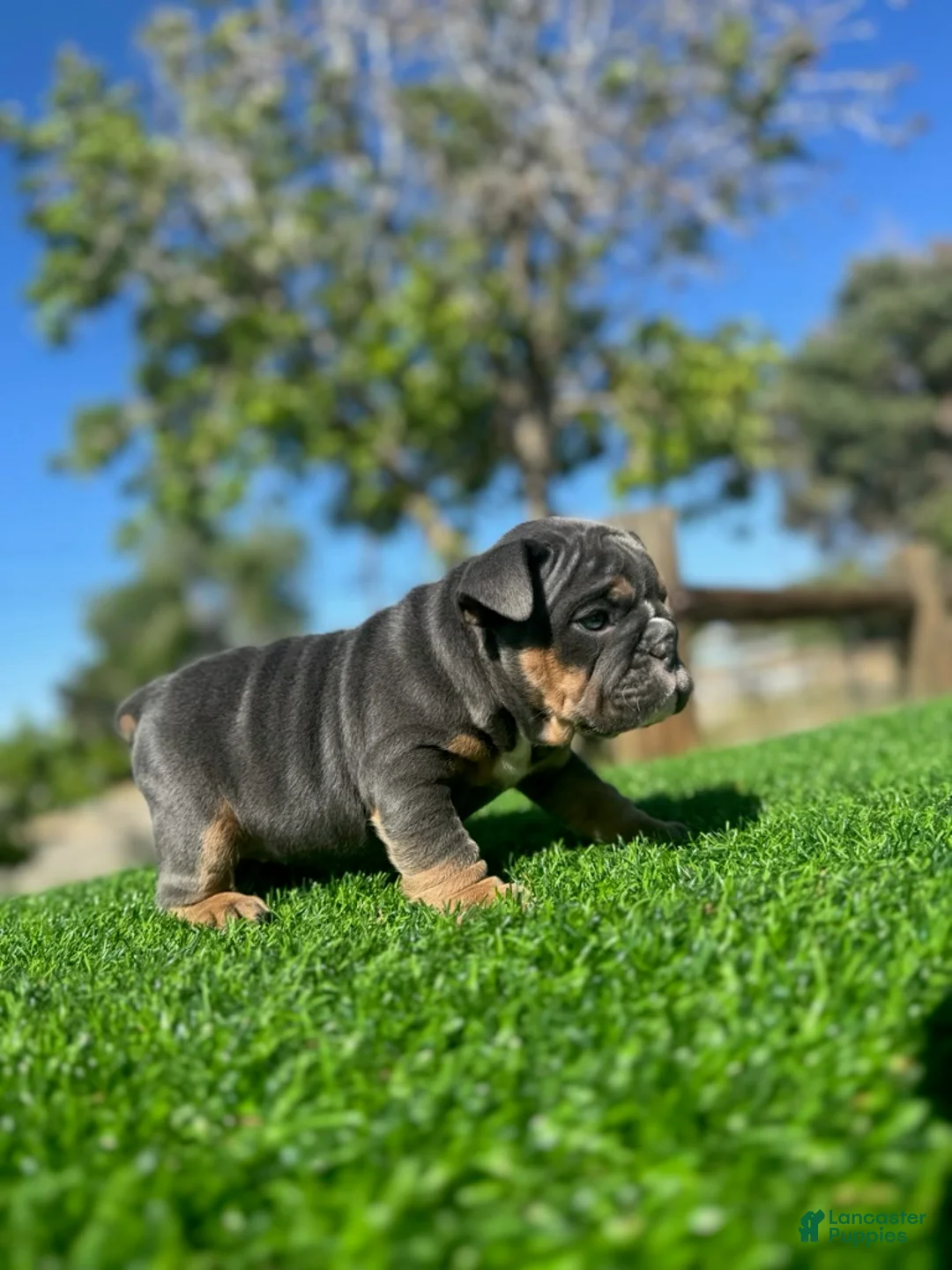 English Bulldog dogs for sale: SKYE - Blue Tan Tri – Sweet, Playful, Ready - Ad 7