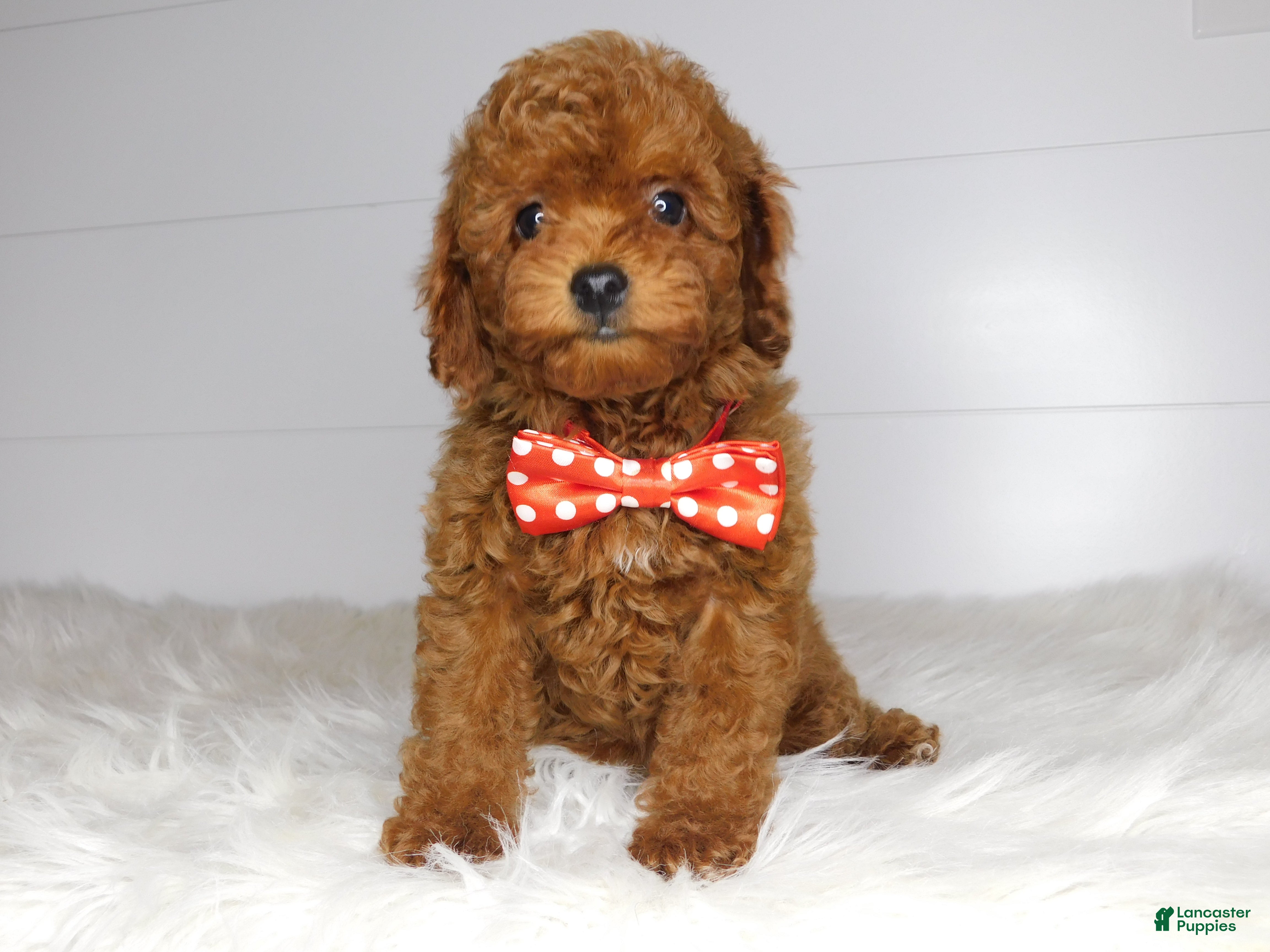 Cavapoo dogs Pip - Ad 42