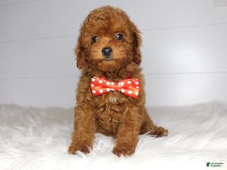 Cavapoo dogs Pip - Ad 42
