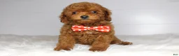 Cavapoo dogs for sale: Pip - Ad 1