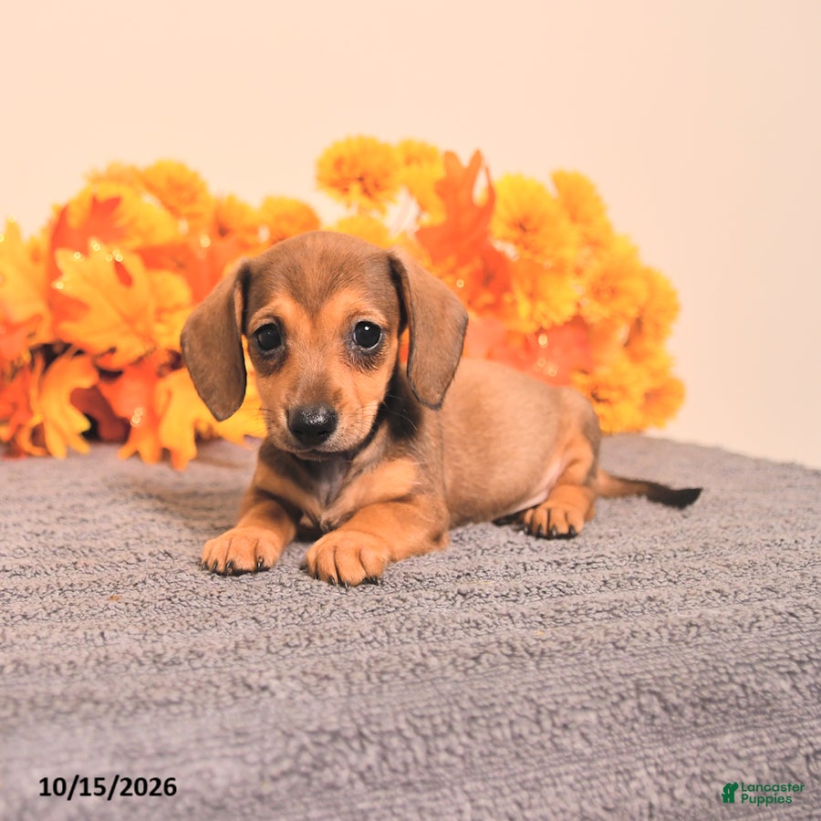 Miniature Dachshund dogs for sale: Riah - Ad 1
