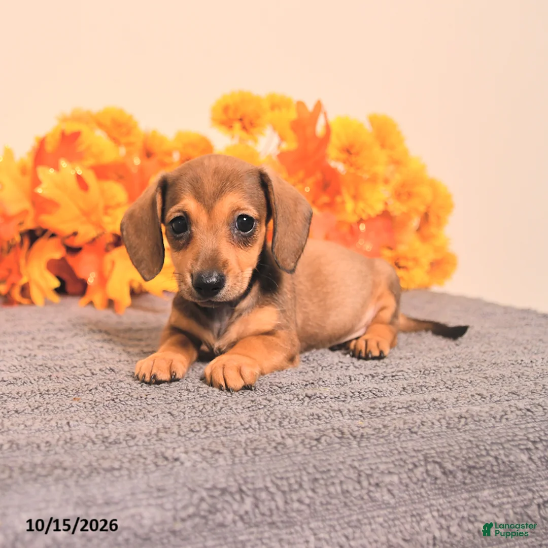 Miniature Dachshund dogs for sale: Riah - Ad 1