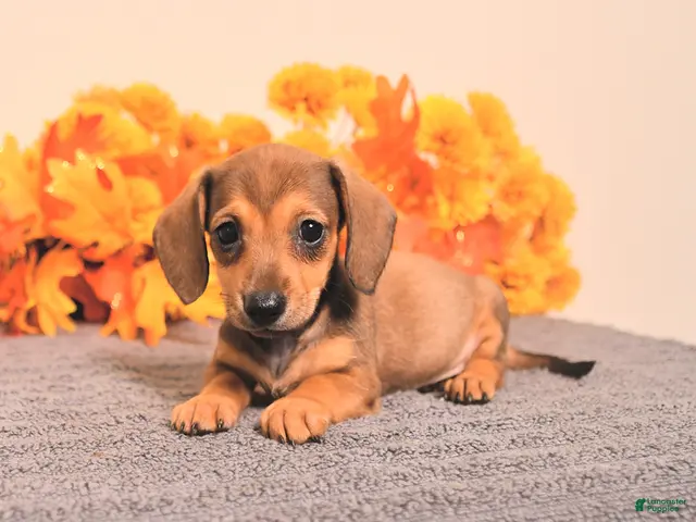 Miniature Dachshund dogs for sale: Riah - Ad 1