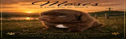 Newfoundland dogs for sale: Moses  - Ad 1
