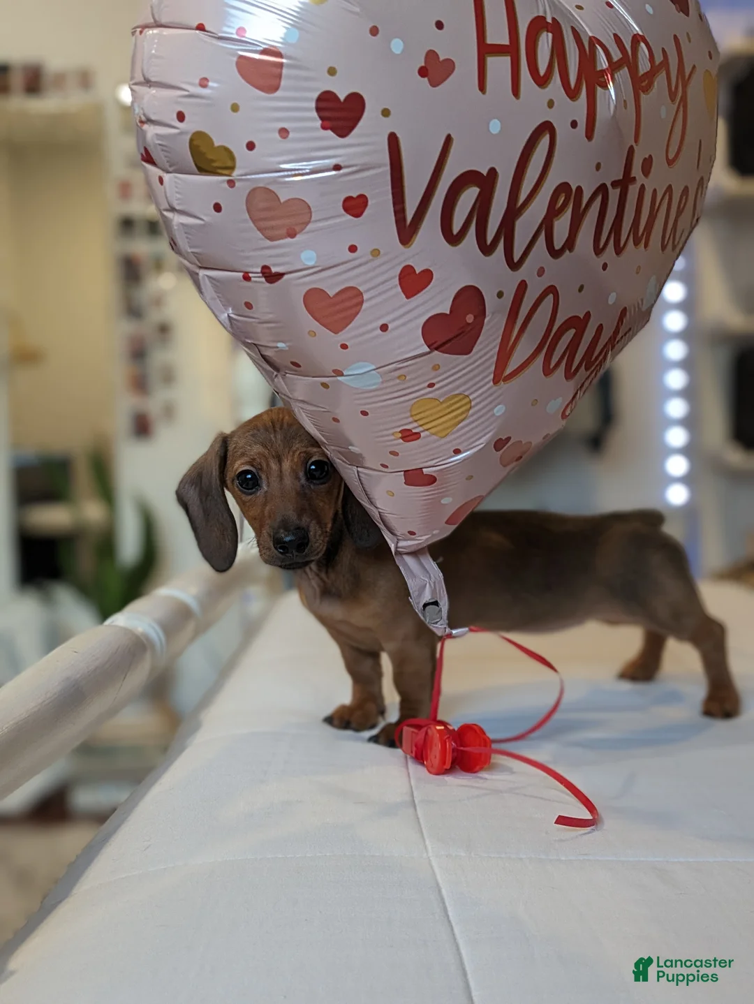 Dachshund dogs for sale: Posey  - Ad 3