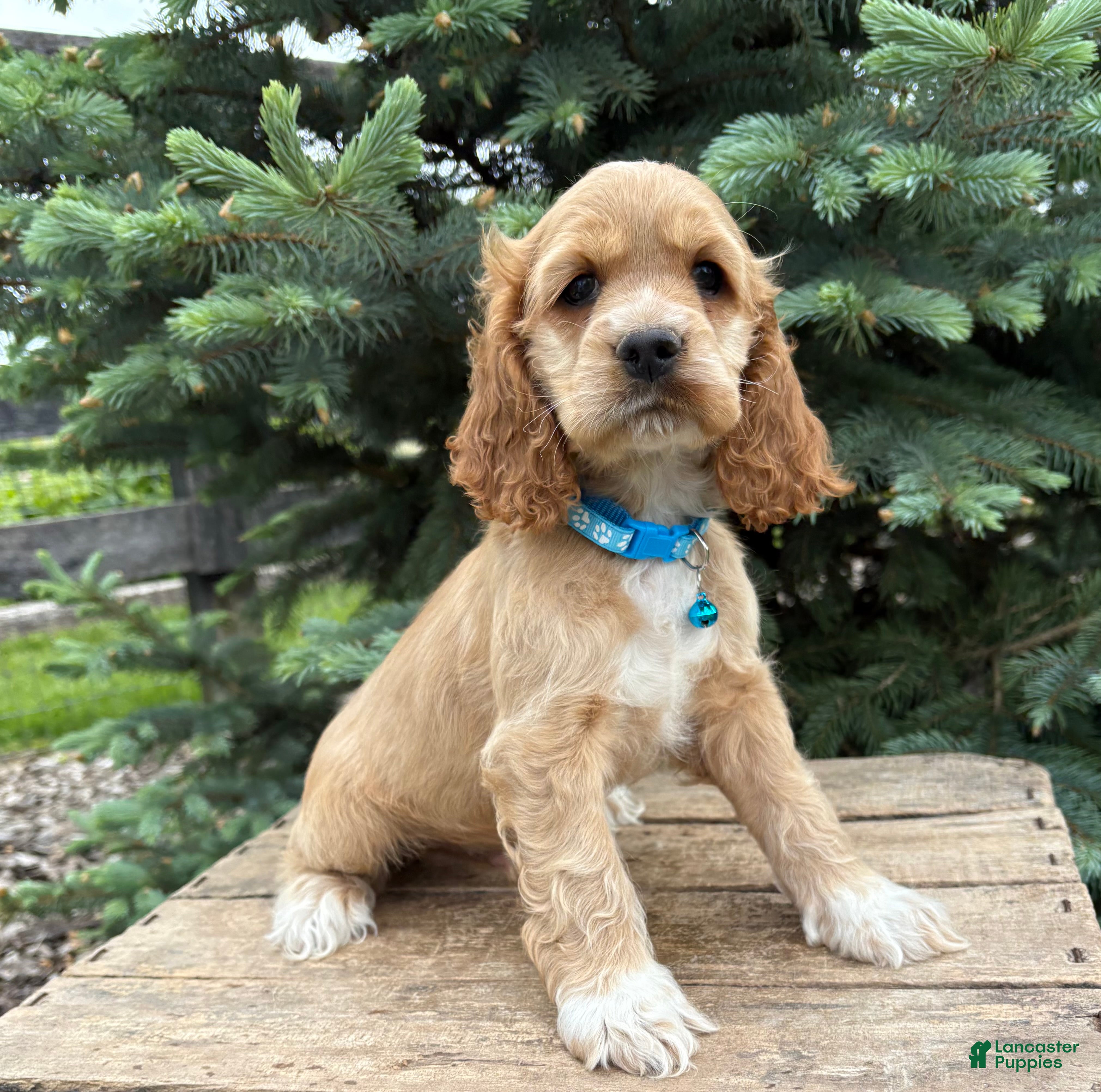Cocker Spaniel dogs Jed - Ad 2