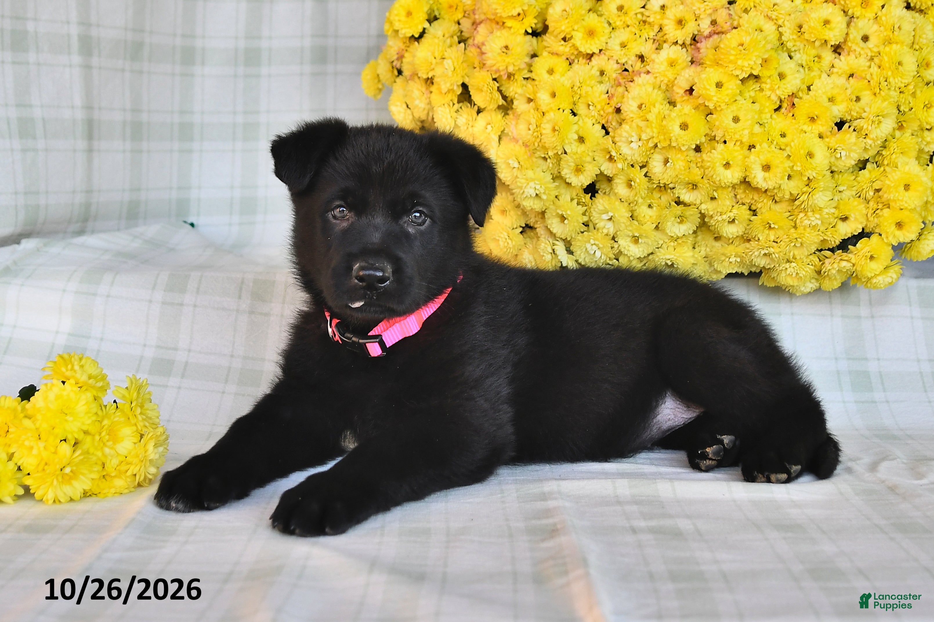 German Shepherd dogs for sale: Omaris - Ad 2