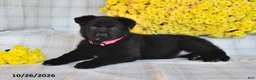 German Shepherd dogs for sale: Omaris - Ad 2