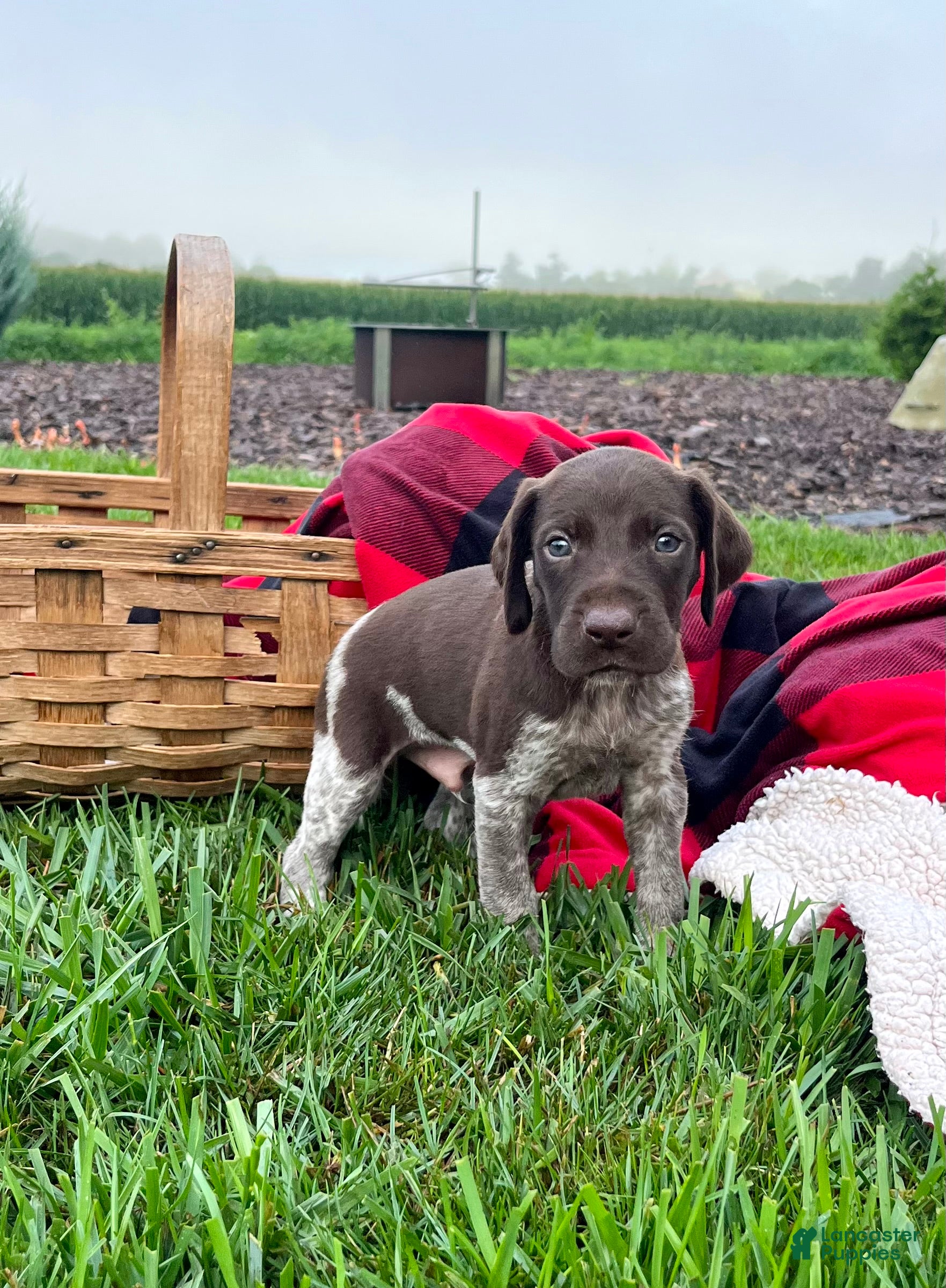 German Shorthaired Pointer dogs Ranger❤️akc reg🐾 text or call today - Ad 1