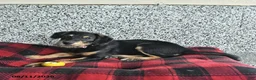Pomsky dogs for sale: Bella - Ad 3