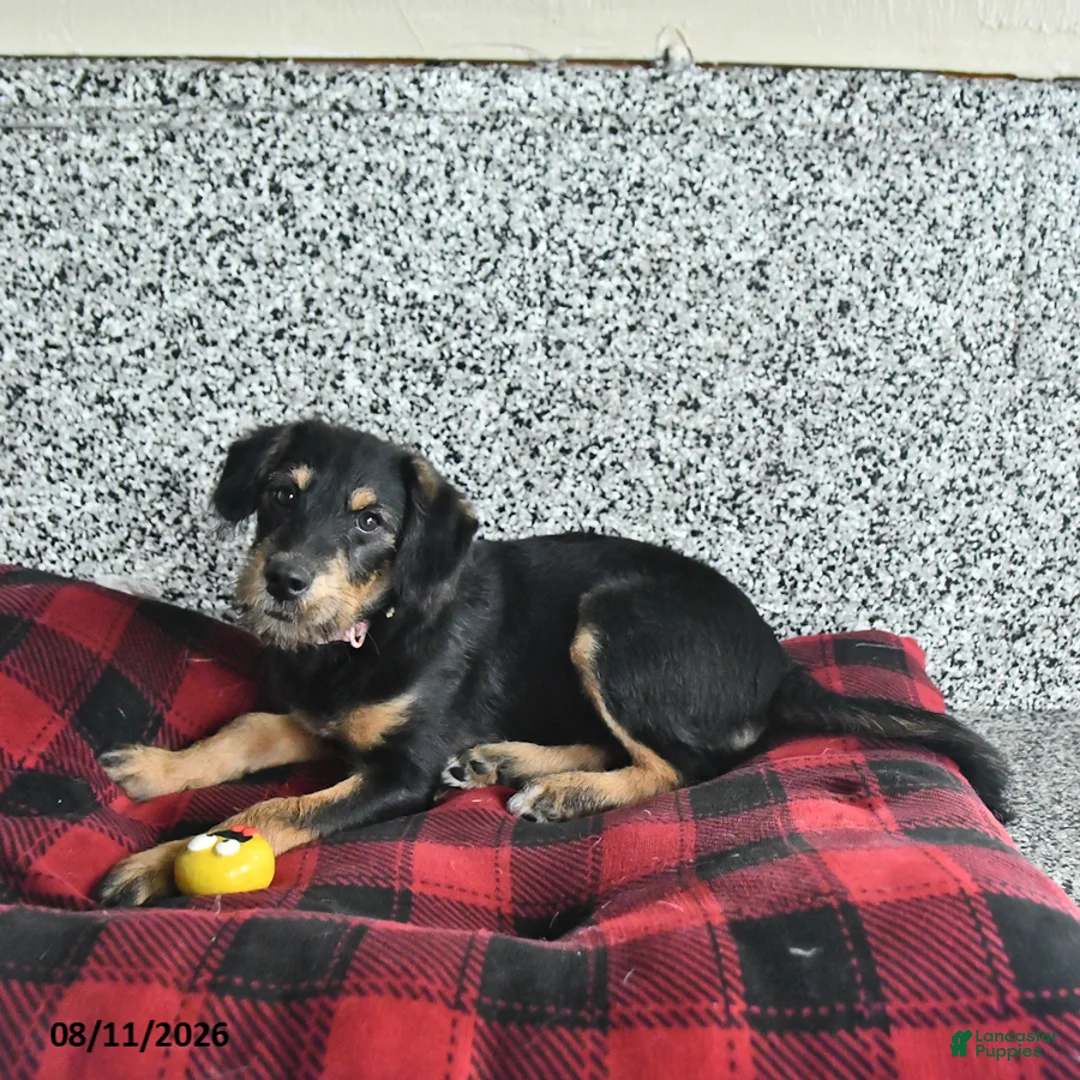 Pomsky dogs for sale: Bella - Ad 3