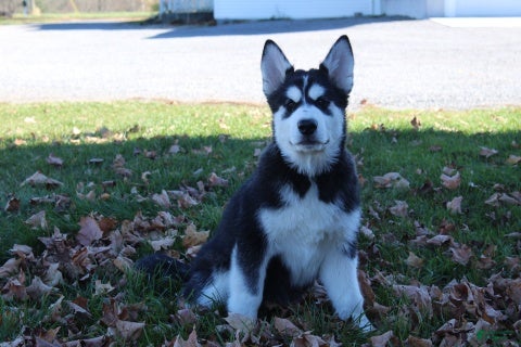 Alaskan Malamute dogs Denali - Ad 1