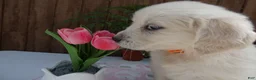 Golden Retriever dogs for sale: Golden Retriever 7 Goldy - Ad 1