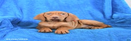 Vizsla dogs for sale: Sasha - Ad 3