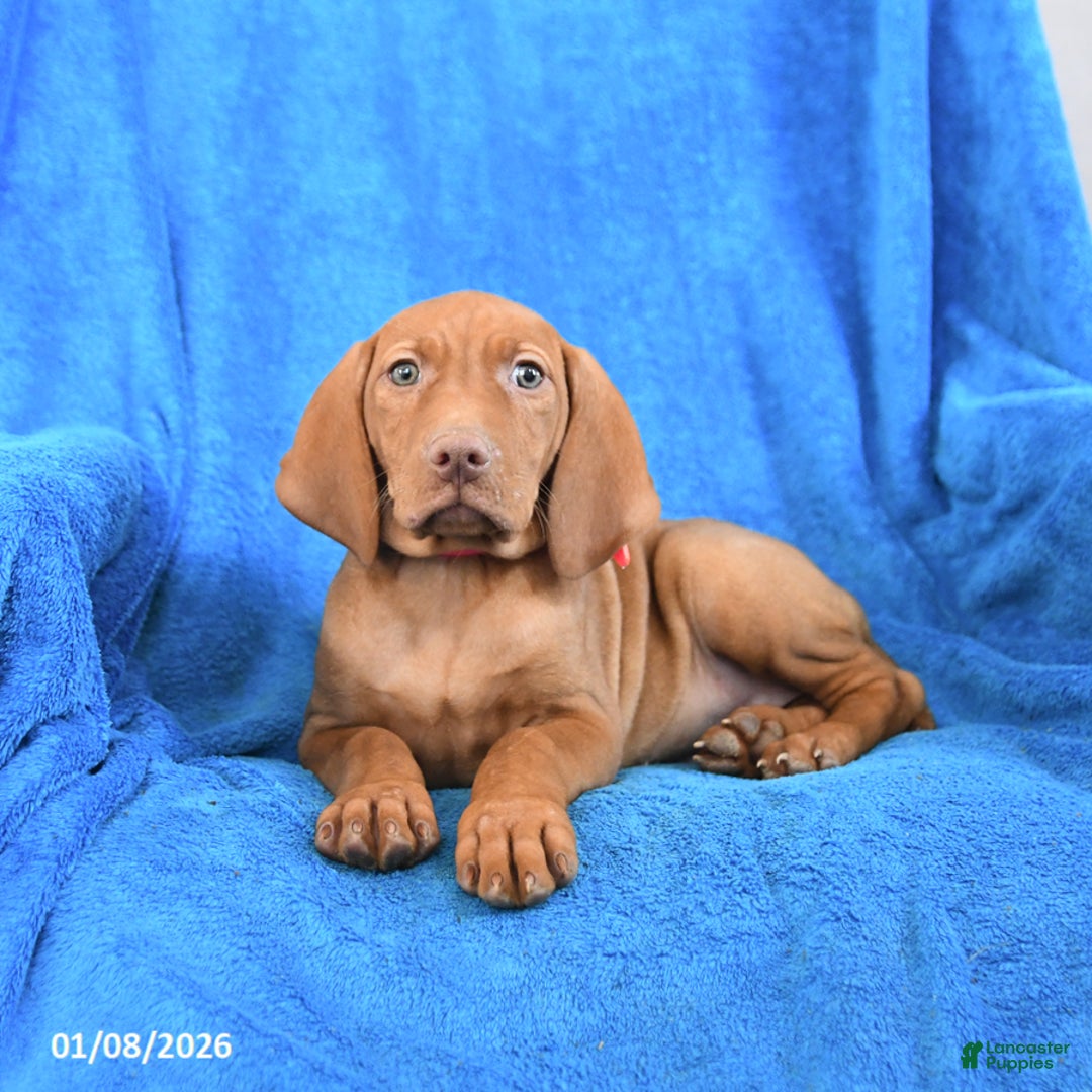 Vizsla dogs for sale: Sasha - Ad 3