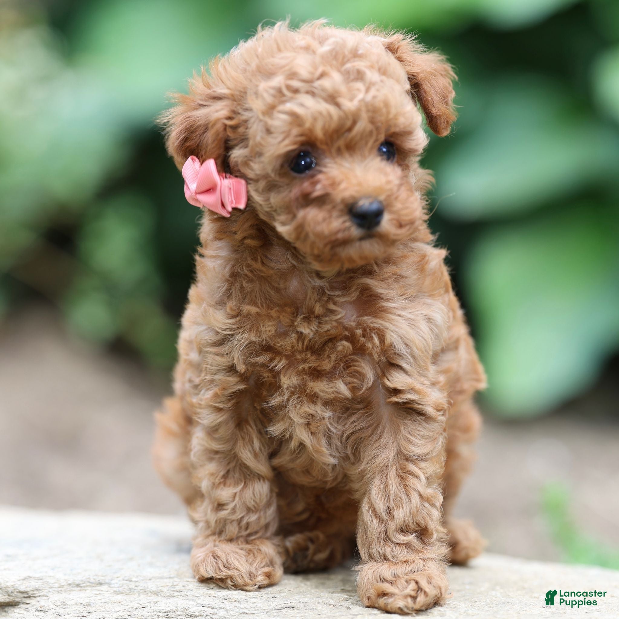 Toy Poodle dogs Poppy - Ad 1