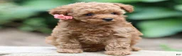 Toy Poodle dogs for sale: Poppy - Ad 1