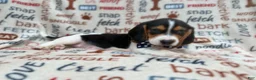 Beagle dogs for sale: Waylon - Ad 5