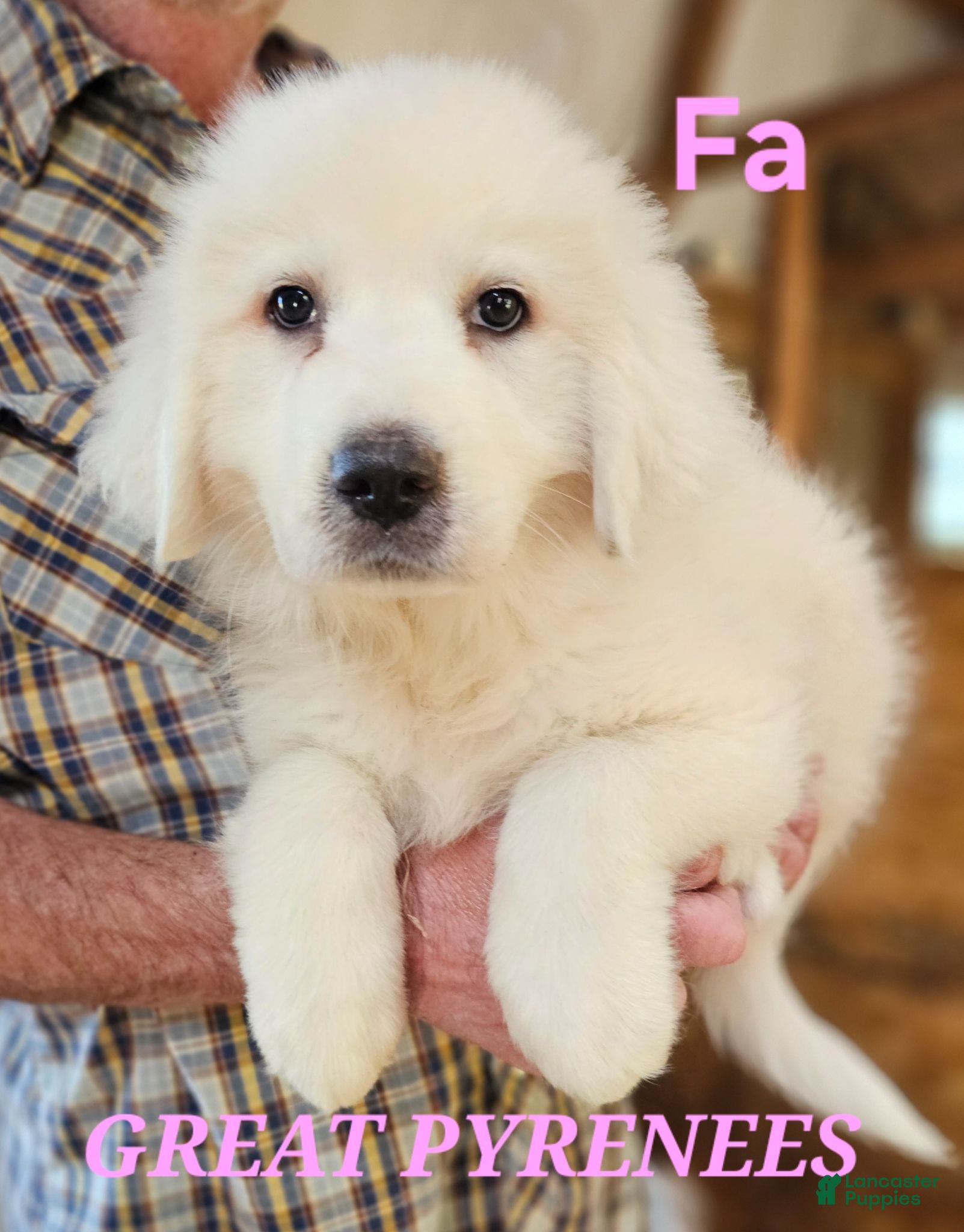 Great Pyrenees dogs Great Pyrenees  - Ad 1