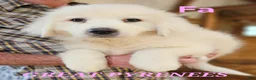 Great Pyrenees dogs for sale: Great Pyrenees  - Ad 1