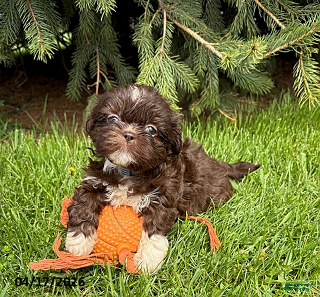 Shih Tzu dogs for sale: Tessa - Ad 1