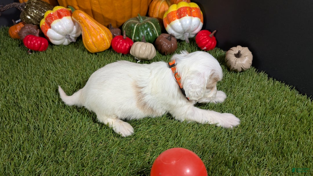 Cavapoo dogs for sale: Cavapoo Puppy 6 - Ad 3
