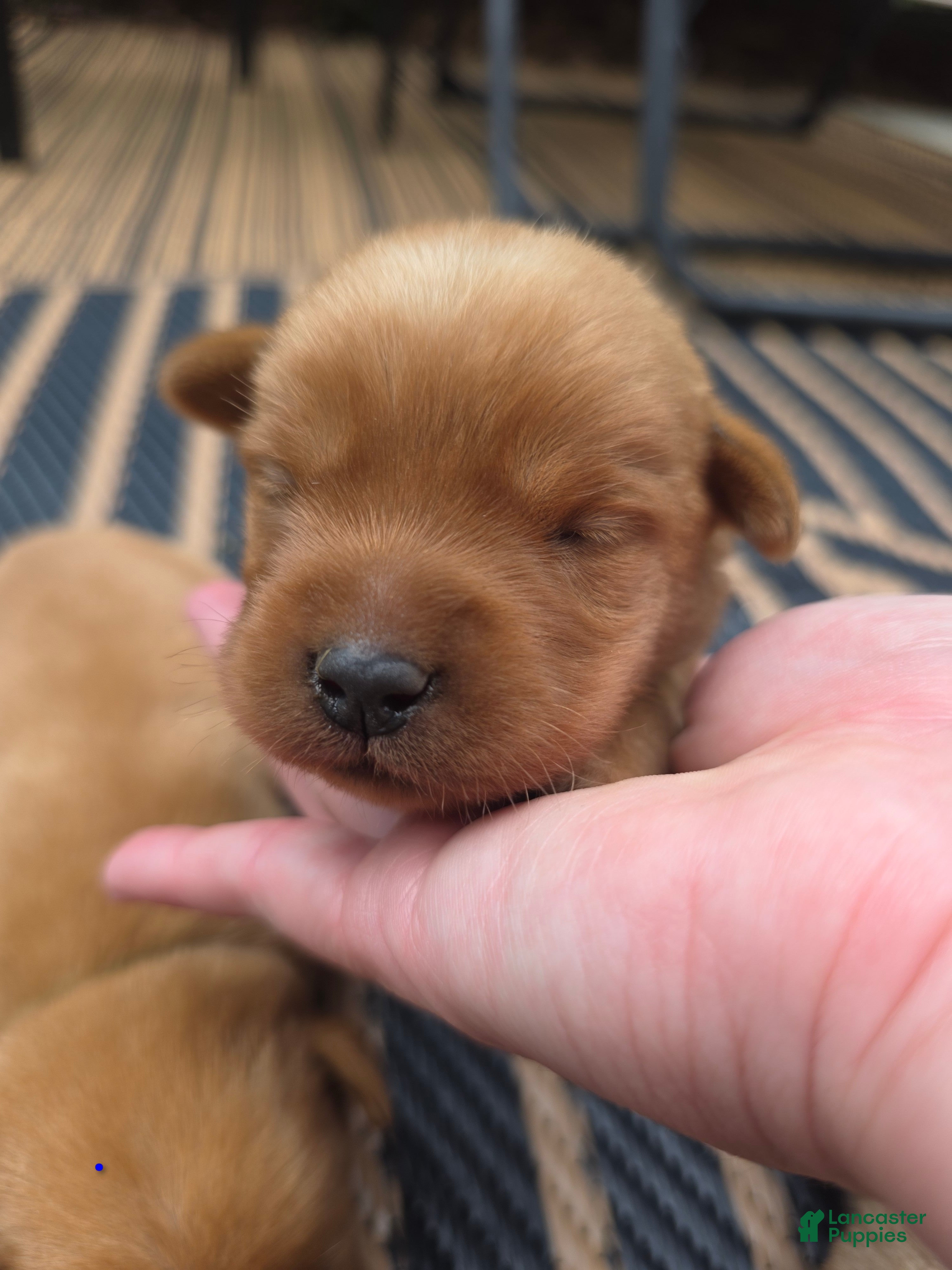 Labrador Retriever dogs Harris 💙 Fox Red English Lab  - Ad 2