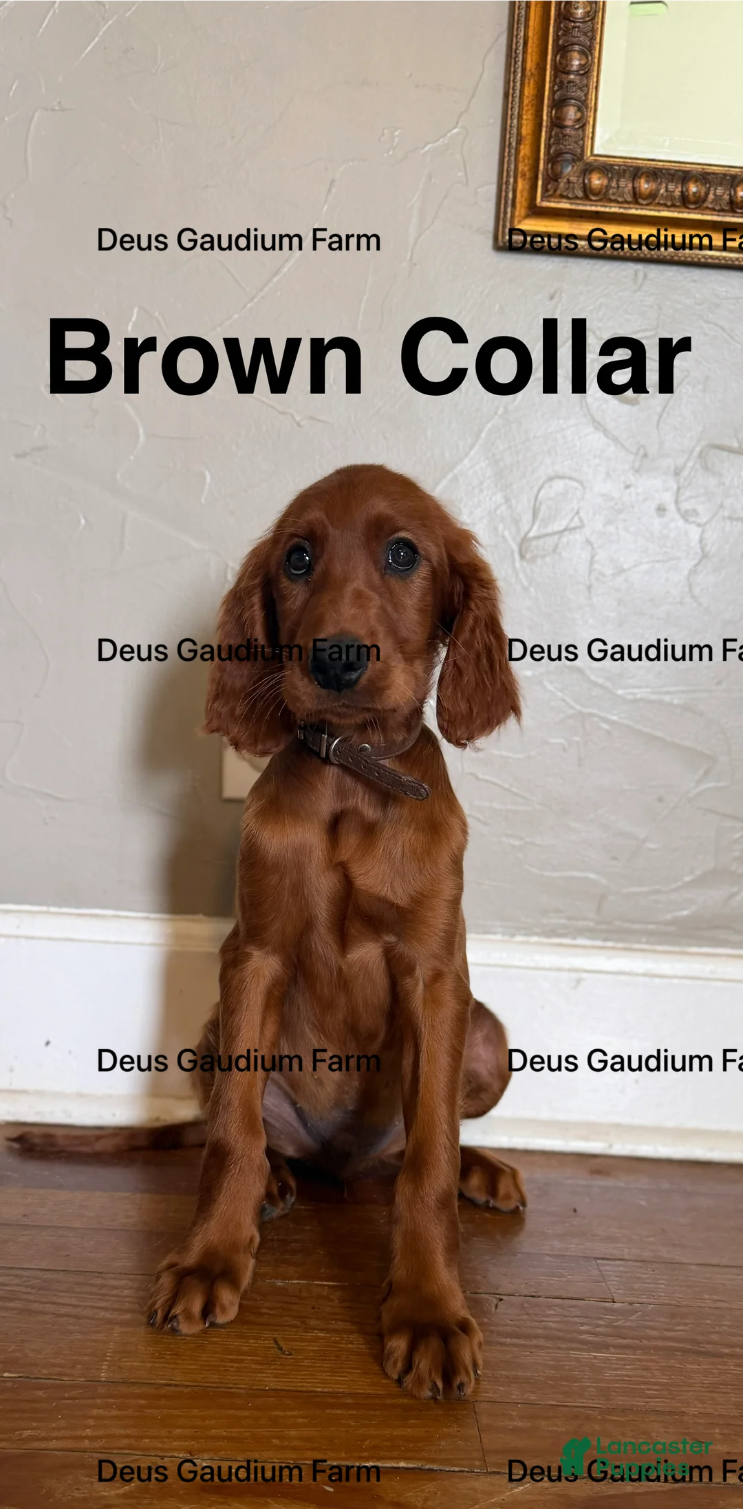 Irish Setter dogs for sale: Callum  - Ad 1