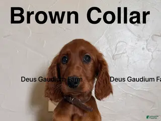 Irish Setter dogs for sale: Callum - Ad 1