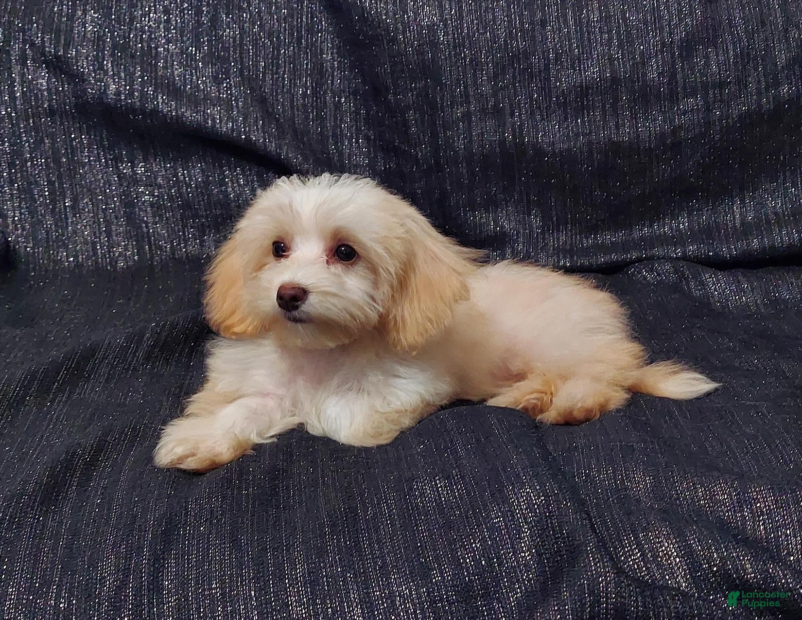 Maltipoo dogs Holly- MaltiPoo female, in home raised, non-shedding - Ad 16