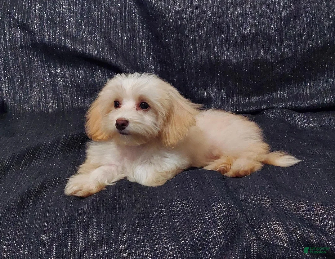 Maltipoo dogs for sale: Holly- MaltiPoo female, in home raised, non-shedding - Ad 1
