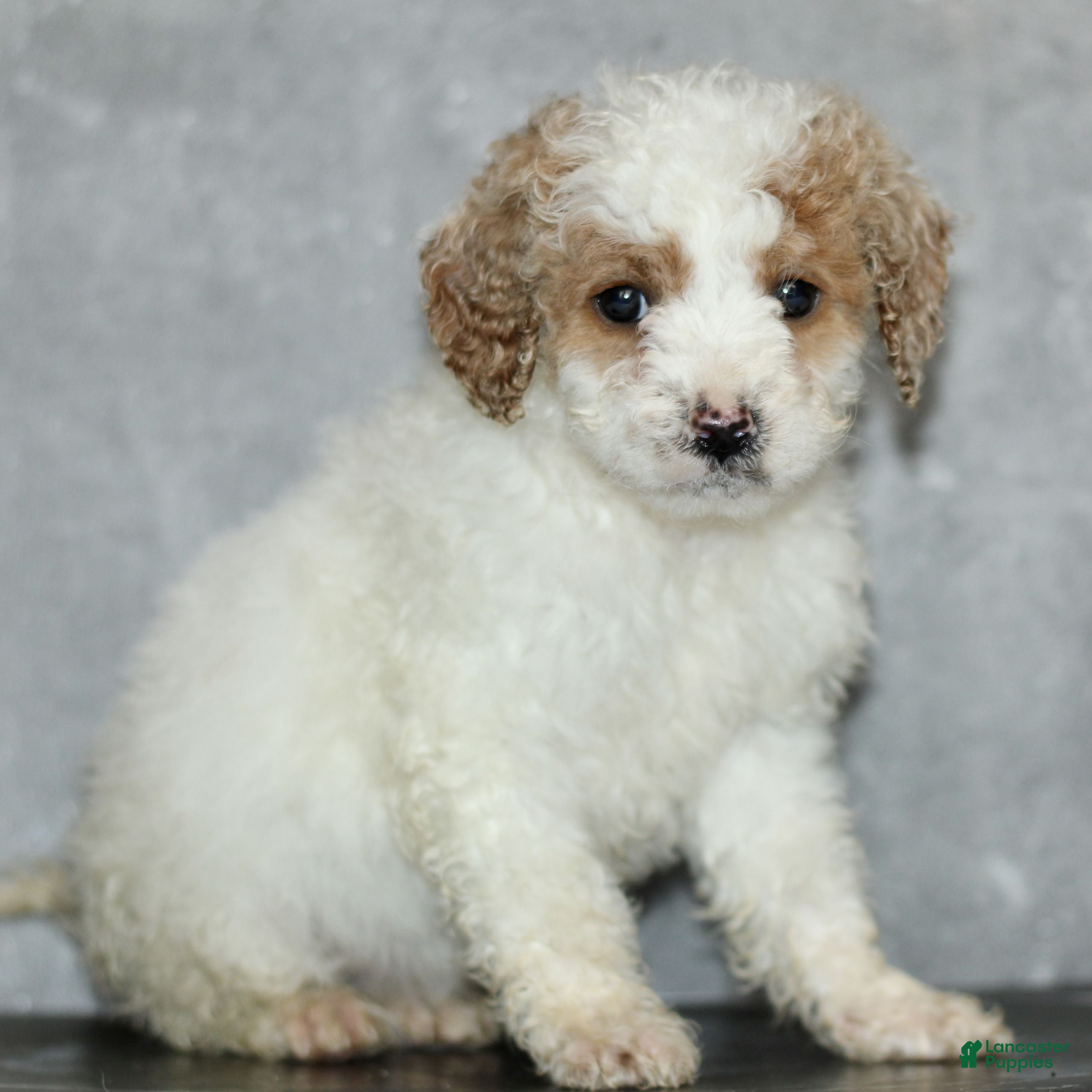 Miniature Poodle dogs for sale: Kenadie  - Ad 4