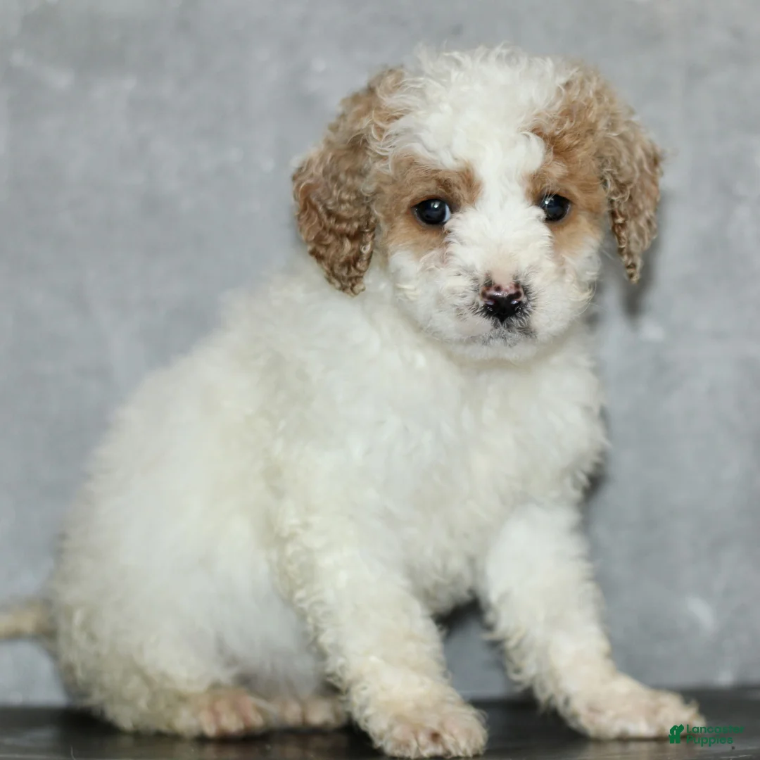 Miniature Poodle dogs for sale: Kenadie  - Ad 1