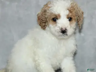Miniature Poodle dogs for sale: Kenadie - Ad 4