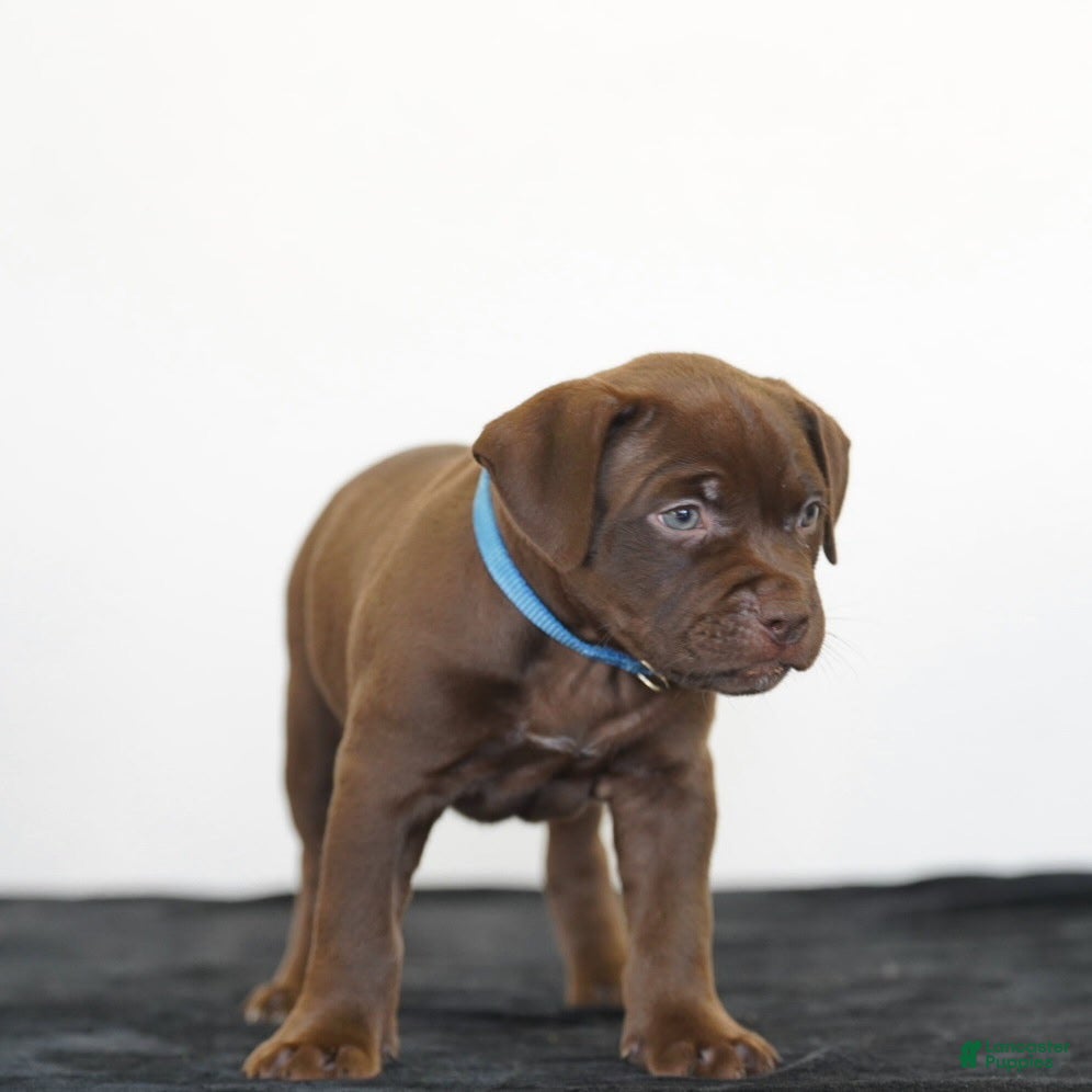 American Bully dogs for sale: American Bully 5 - Ad 1