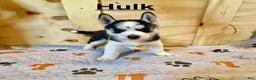 Siberian Husky dogs for sale: Siberian Husky Puppy 1 - Ad 1