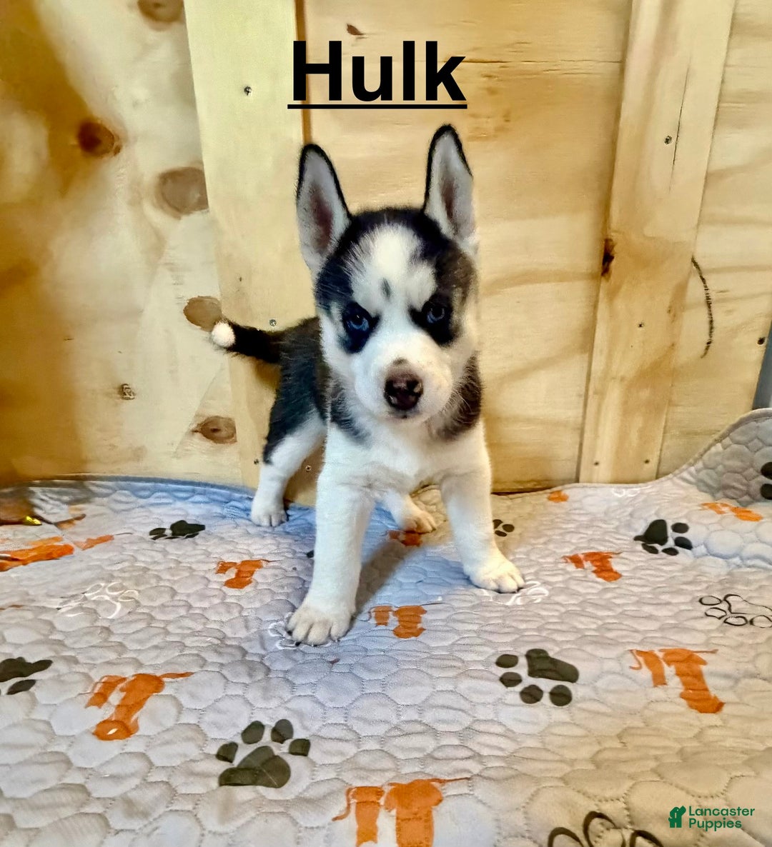 Siberian Husky dogs for sale: Siberian Husky Puppy 1 - Ad 1