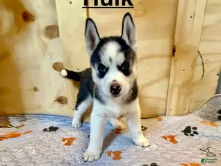 Siberian Husky dogs Siberian Husky Puppy 1 - Ad 2