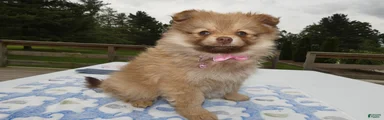 Pomeranian Puppy 5 Lindsay