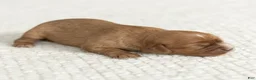 Cavalier King Charles Spaniel dogs for sale: Macy Cavalier King Charles Spaniel  - Ad 4
