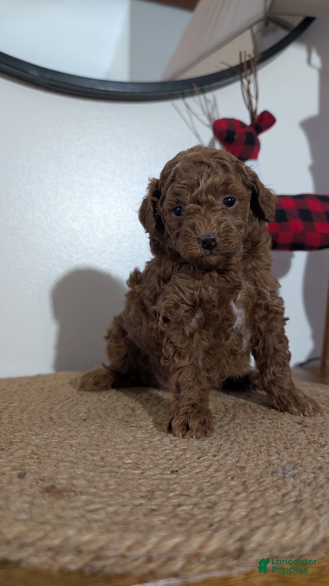 Miniature Poodle dogs for sale: Max - Ad 6