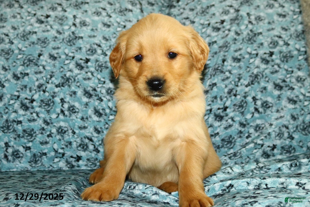 Golden Retriever dogs for sale: Hudson - Ad 4