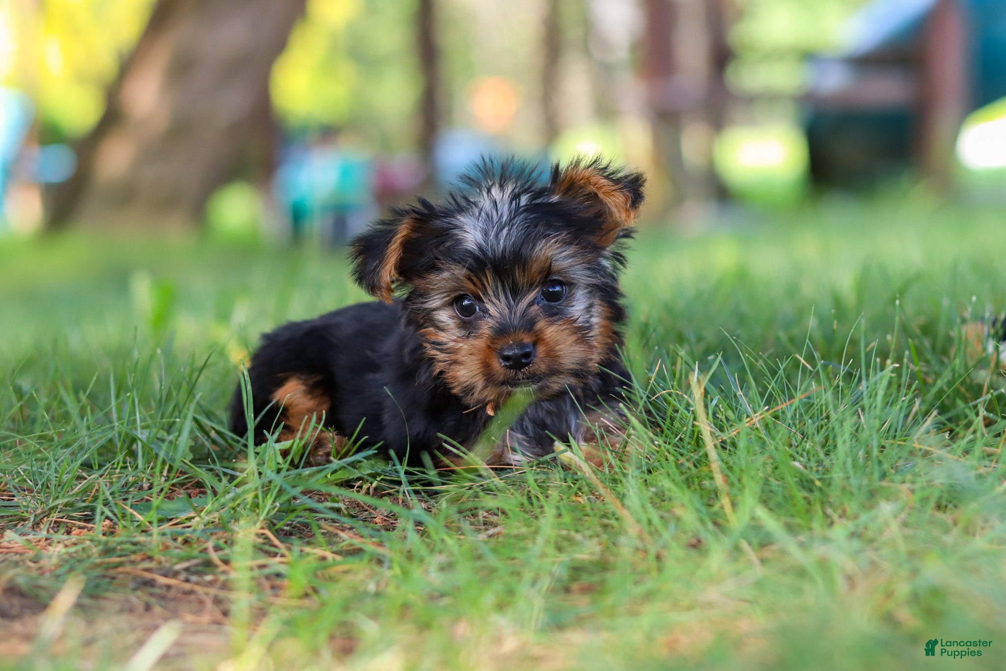 Yorkshire Terrier dogs Bentley - Ad 2